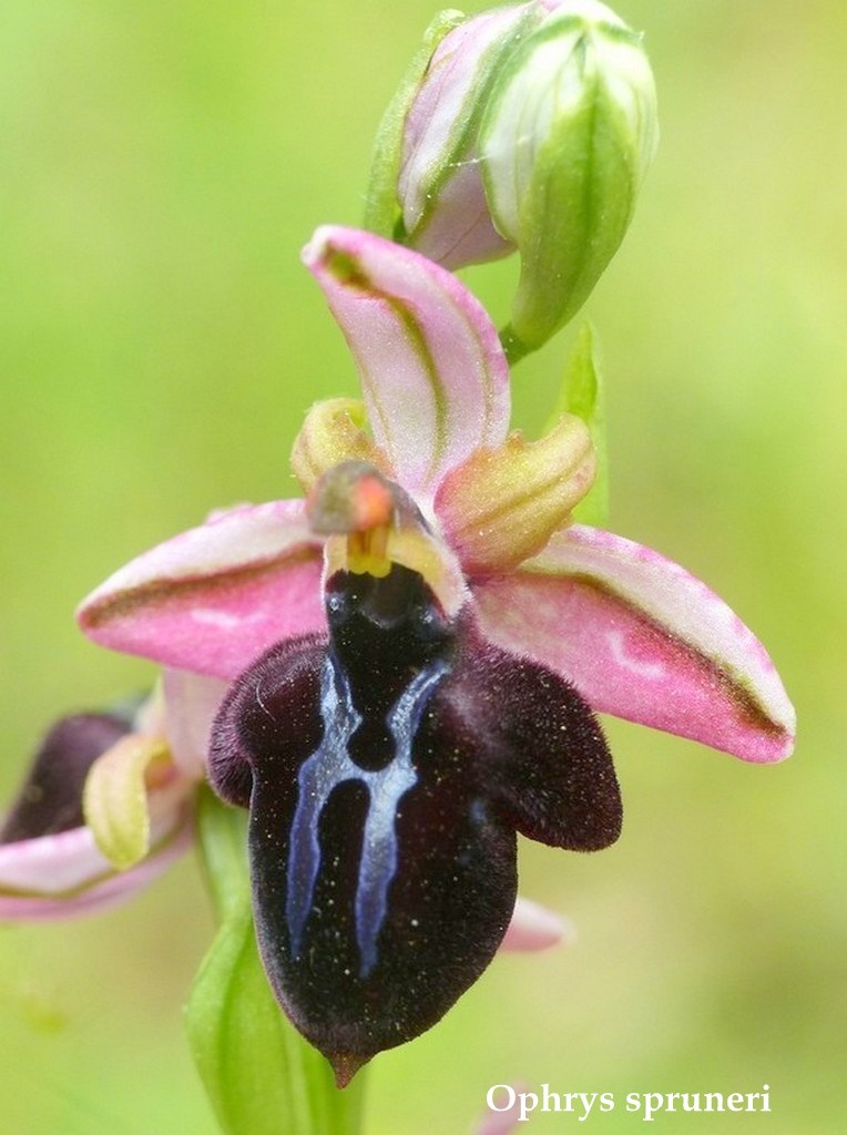 Grecia 23_25 aprile 2016  un fine settimana tra le orchidee.